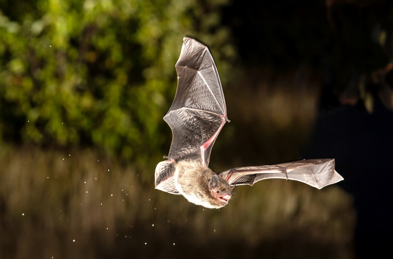 Fledermaus