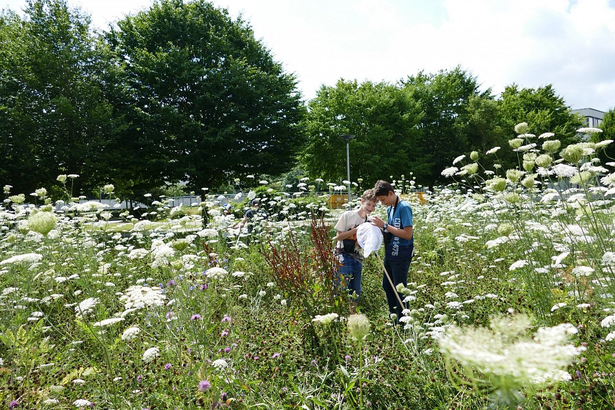 Schüler stehen auf einer Wiese und beobachten Insekten bei einer Sommerschule der Kieler Forschungswerkstatt