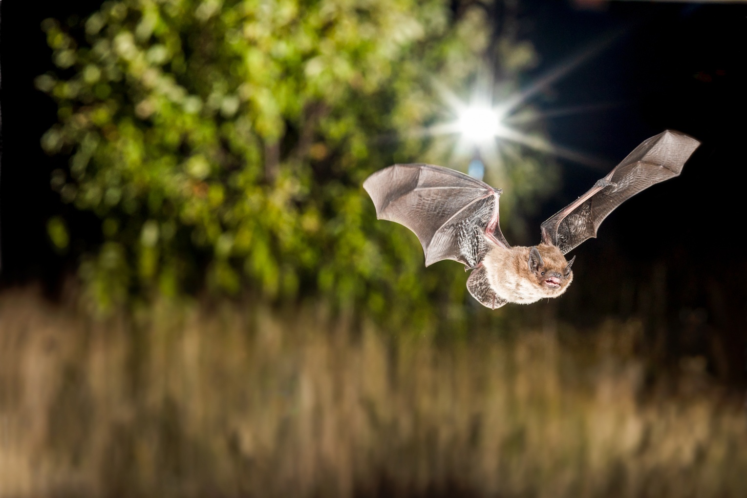 Bringing research on bats into the science classroom: FaBiUs, transferring expertise from research to schools